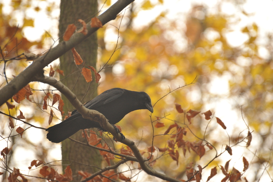 Maison D'oiseau Sur Un Arbre Dans Le Parc Forestier, Refuge Pour Les Oiseaux  En Bois Manuel Prendre Soin Des Oiseaux Image stock - Image du toit,  normal: 157767485