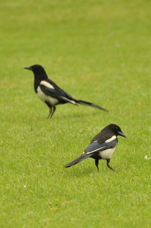 Oiseaux communs des villes et parc