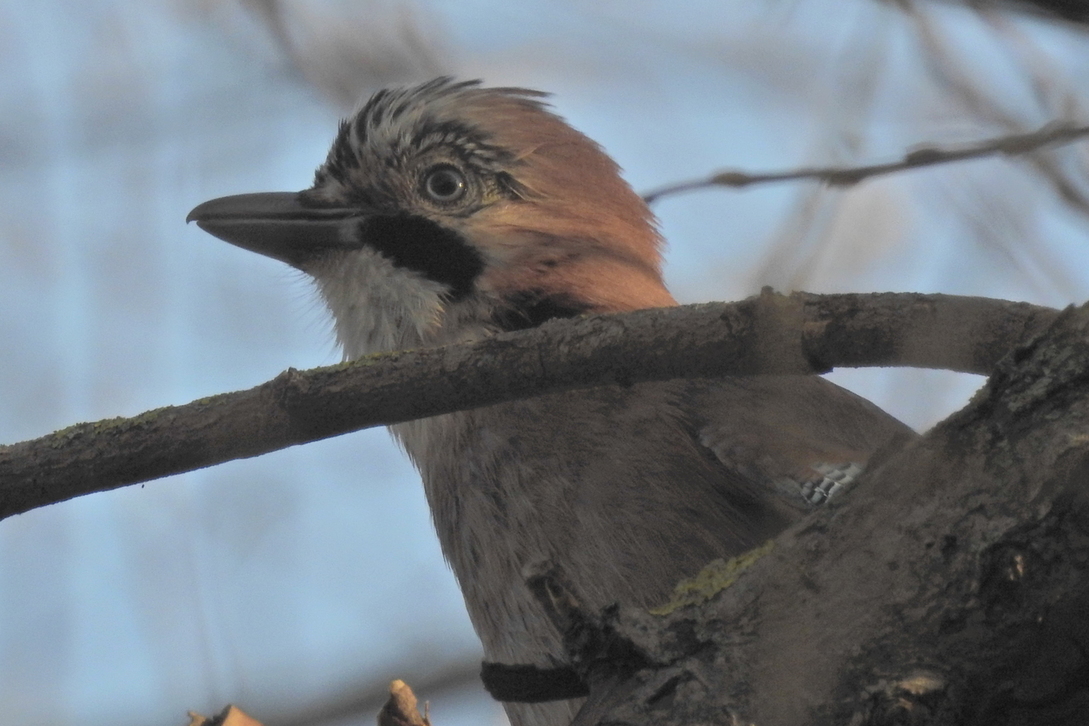 Maison D'oiseau Sur Un Arbre Dans Le Parc Forestier, Refuge Pour Les Oiseaux  En Bois Manuel Prendre Soin Des Oiseaux Image stock - Image du toit,  normal: 157767485