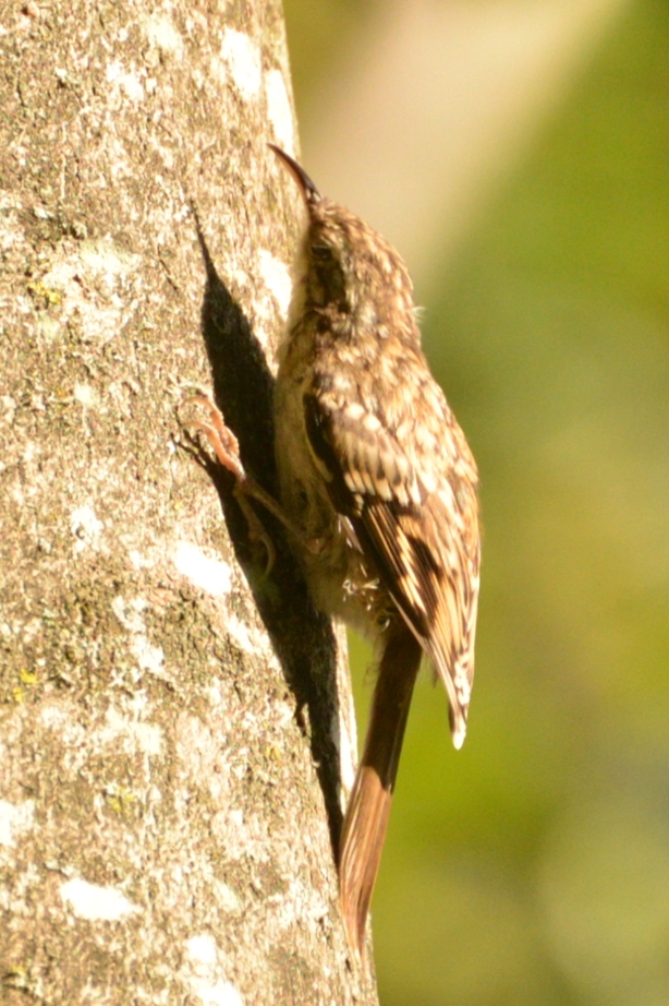 Maison D'oiseau Sur Un Arbre Dans Le Parc Forestier, Refuge Pour Les Oiseaux  En Bois Manuel Prendre Soin Des Oiseaux Image stock - Image du toit,  normal: 157767485