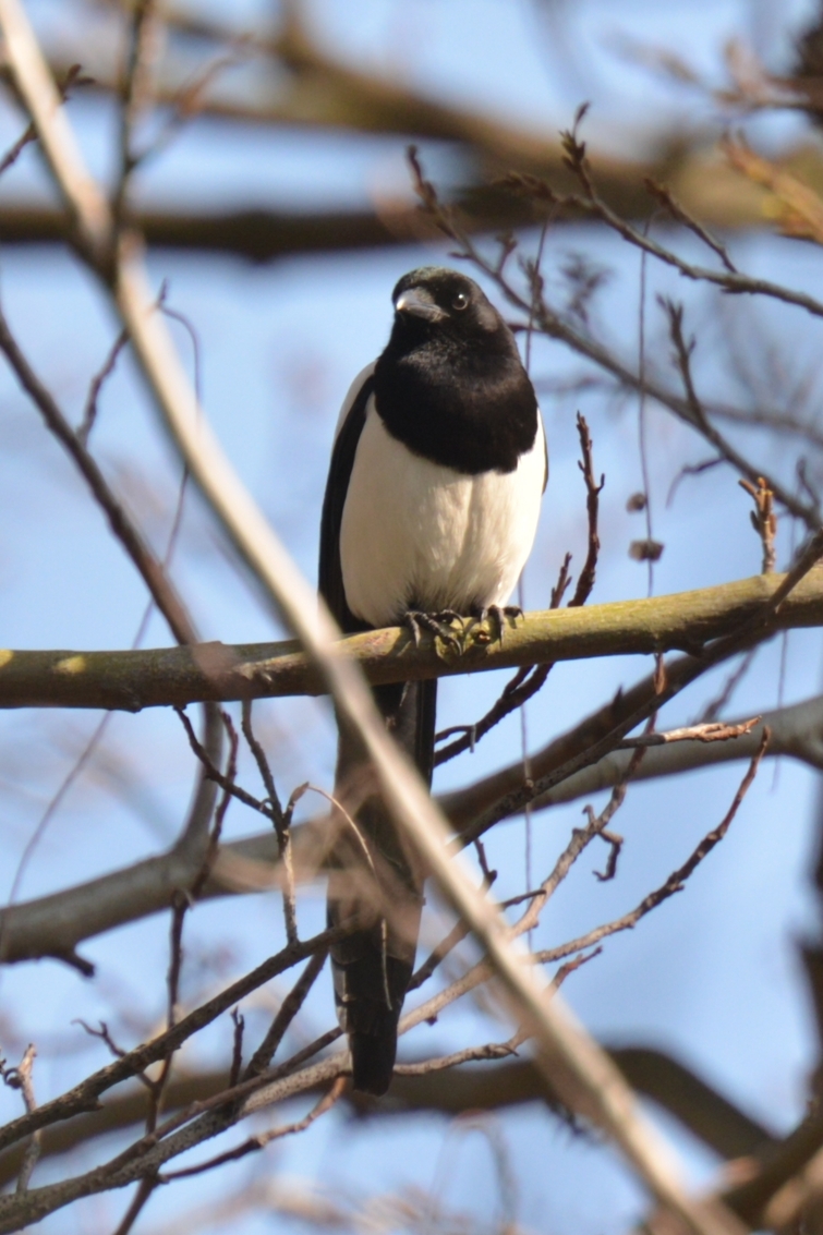 Maison D'oiseau Sur Un Arbre Dans Le Parc Forestier, Refuge Pour Les Oiseaux  En Bois Manuel Prendre Soin Des Oiseaux Image stock - Image du toit,  normal: 157767485