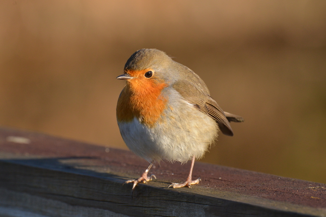 Oiseaux communs des villes et parc