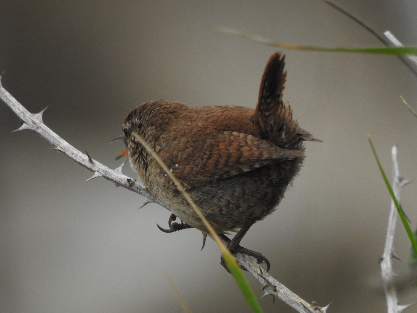 Maison D'oiseau Sur Un Arbre Dans Le Parc Forestier, Refuge Pour Les Oiseaux  En Bois Manuel Prendre Soin Des Oiseaux Image stock - Image du toit,  normal: 157767485