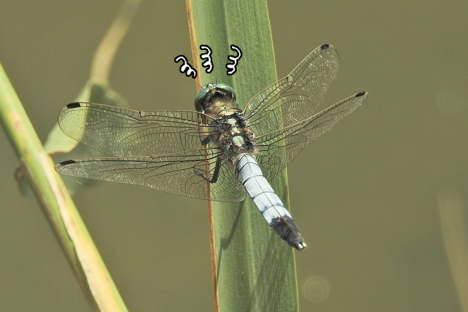 Orthetrum