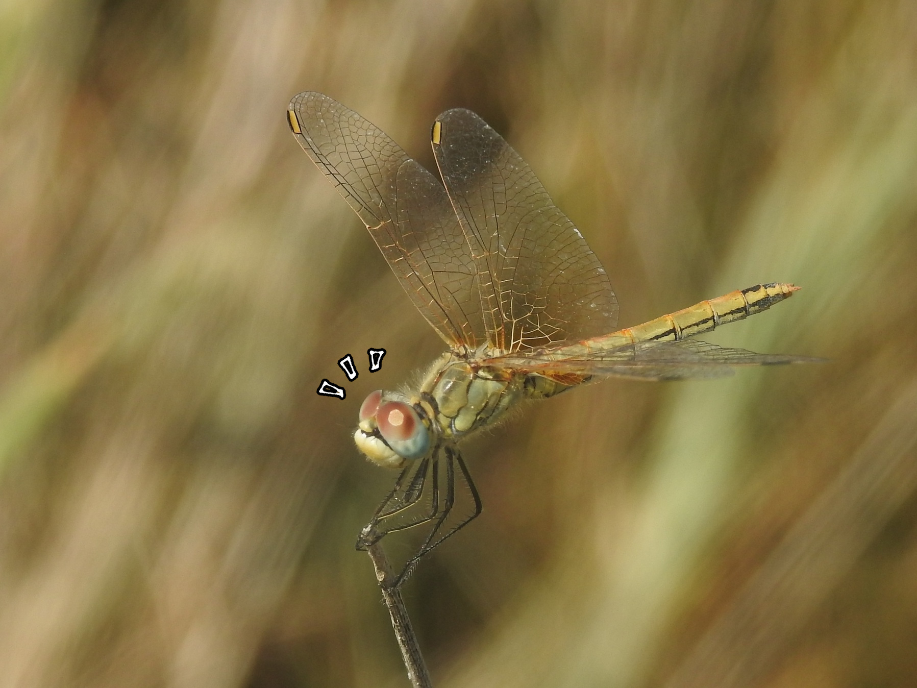Sympetrum