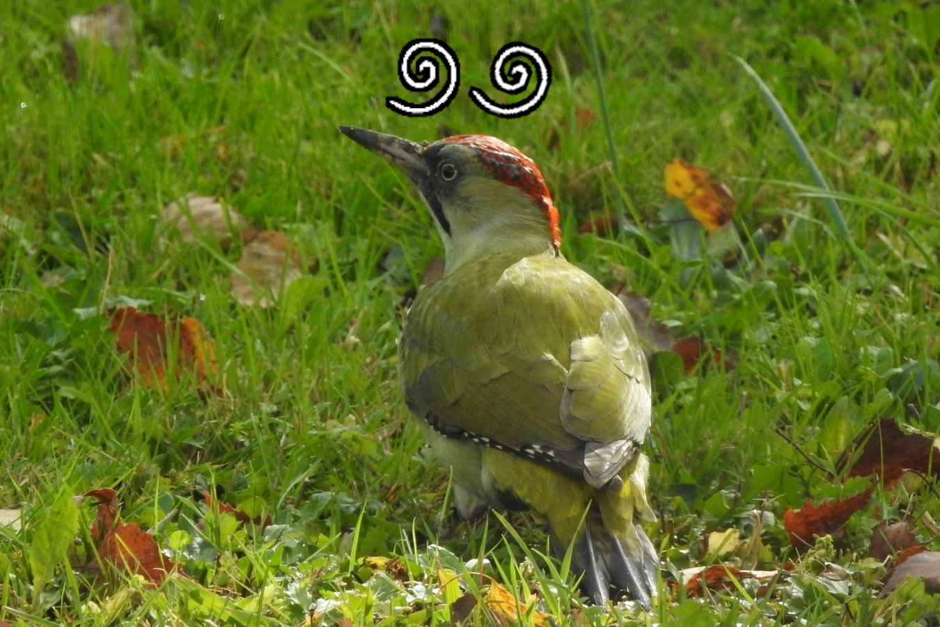 Oiseaux des forêts