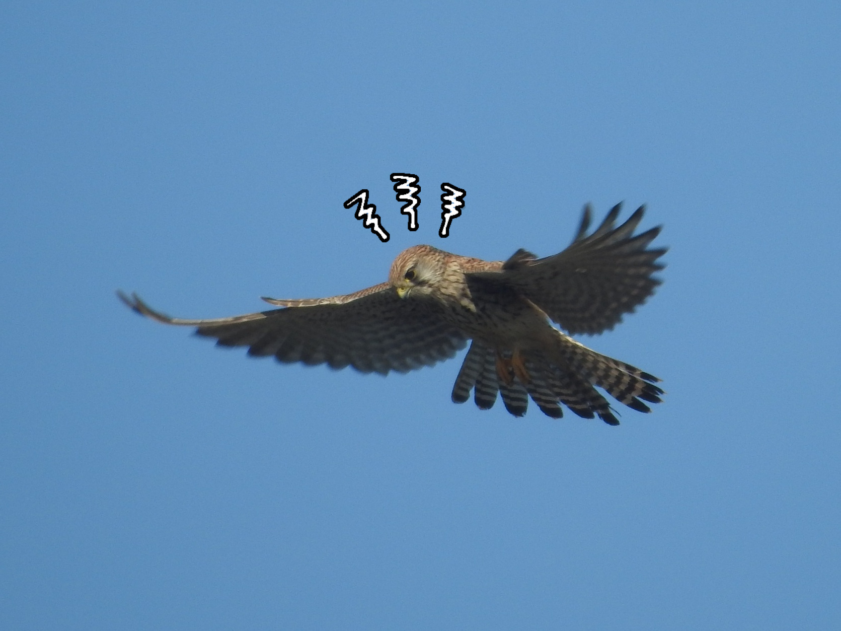 Rapaces